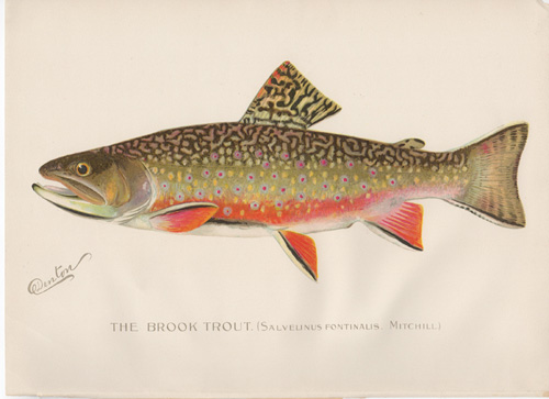 Denton fish lithograph from 1896